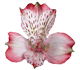 گل آلسترومریا نایروبی